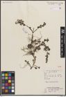 Foto von Salix brachista C. K. Schneid.